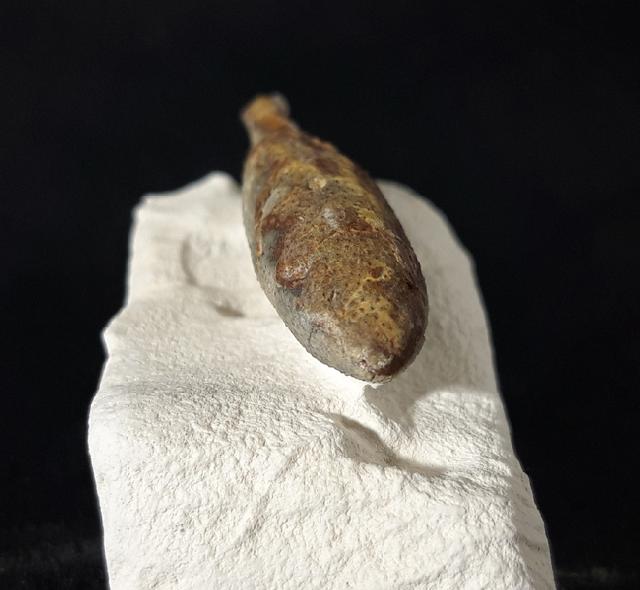 Stachel eines Tylocidaris baltica (SCHL�TER 1892) - Bild &copy; FossNet FossilienStore